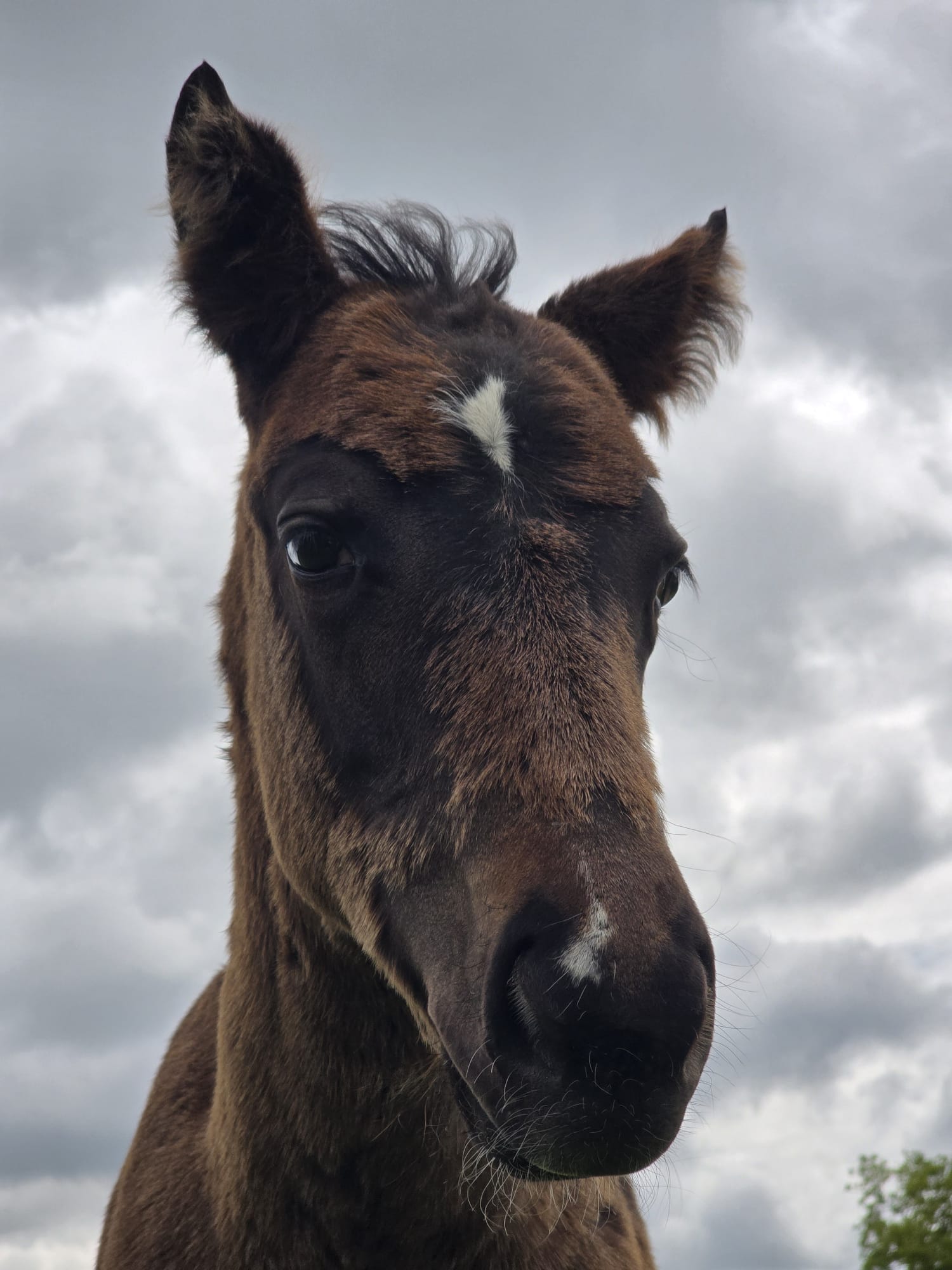 foals